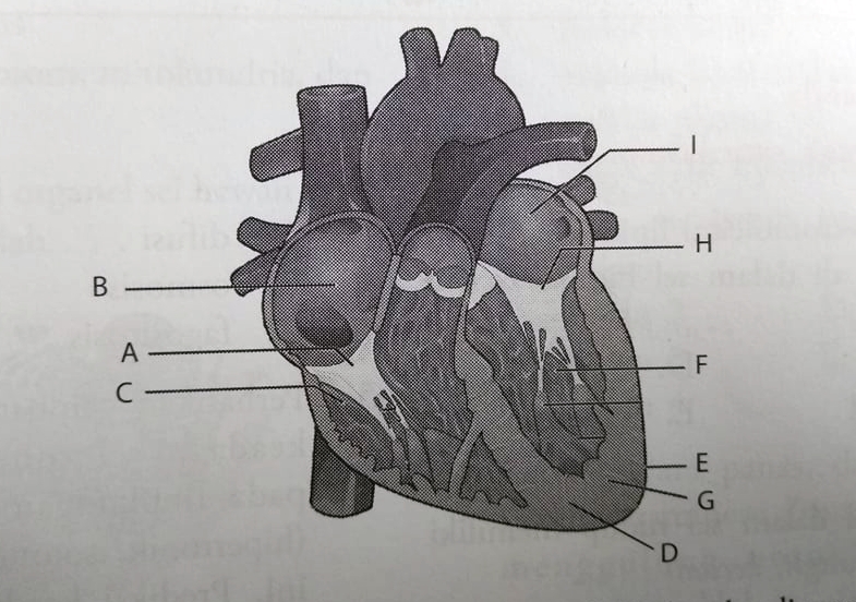 Detail Gambar Bagian Bagian Jantung Nomer 34