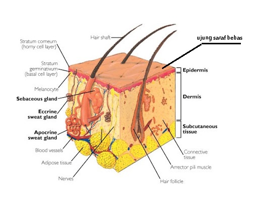 Detail Gambar Bagian Bagian Kulit Nomer 14