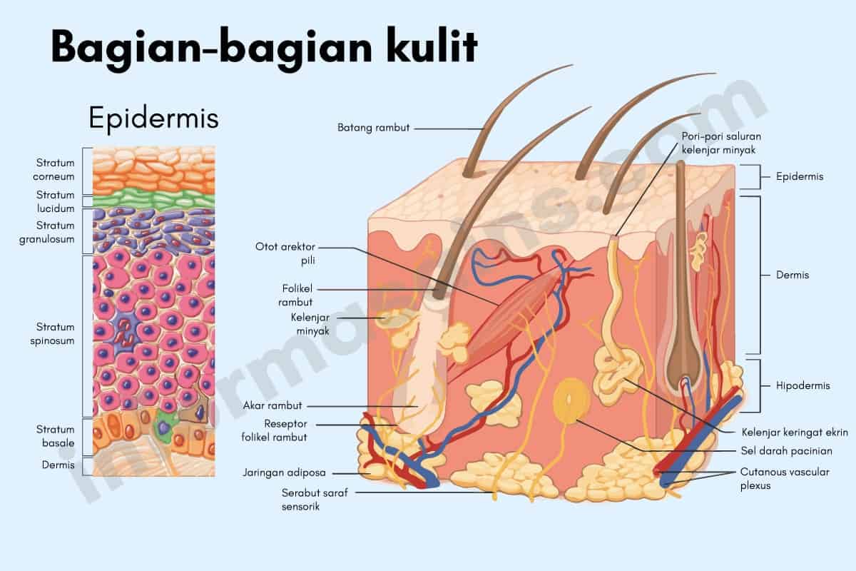 Detail Gambar Bagian Bagian Kulit Nomer 4