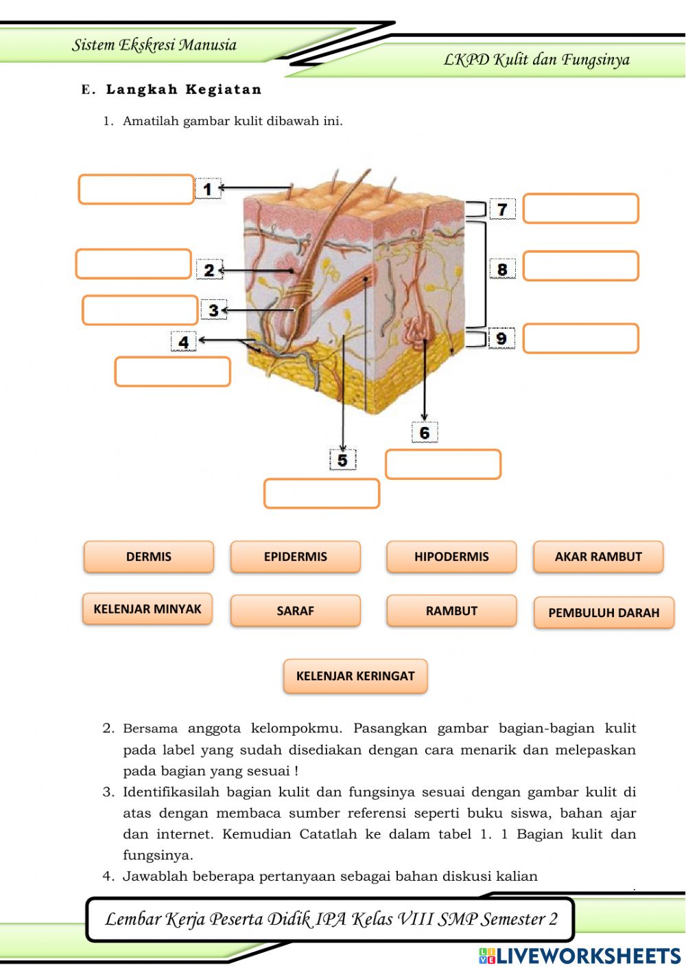 Detail Gambar Bagian Bagian Kulit Nomer 31