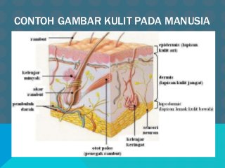 Detail Gambar Bagian Bagian Kulit Nomer 32