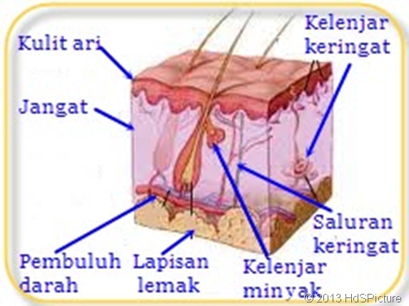 Detail Gambar Bagian Bagian Kulit Nomer 33