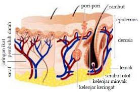 Detail Gambar Bagian Bagian Kulit Nomer 42