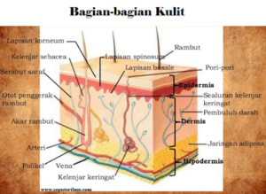 Detail Gambar Bagian Bagian Kulit Nomer 51