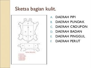 Detail Gambar Bagian Bagian Kulit Nomer 55