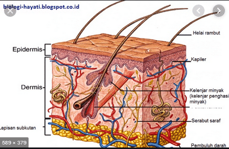 Detail Gambar Bagian Bagian Kulit Nomer 10