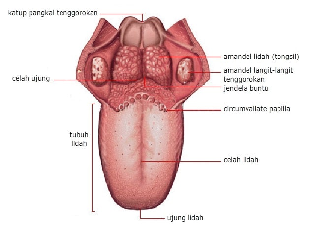 Detail Gambar Bagian Bagian Lidah Nomer 11