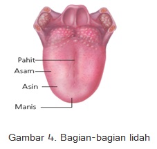 Detail Gambar Bagian Bagian Lidah Nomer 14