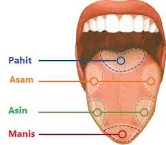 Detail Gambar Bagian Bagian Lidah Nomer 16