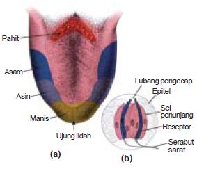 Detail Gambar Bagian Bagian Lidah Nomer 21