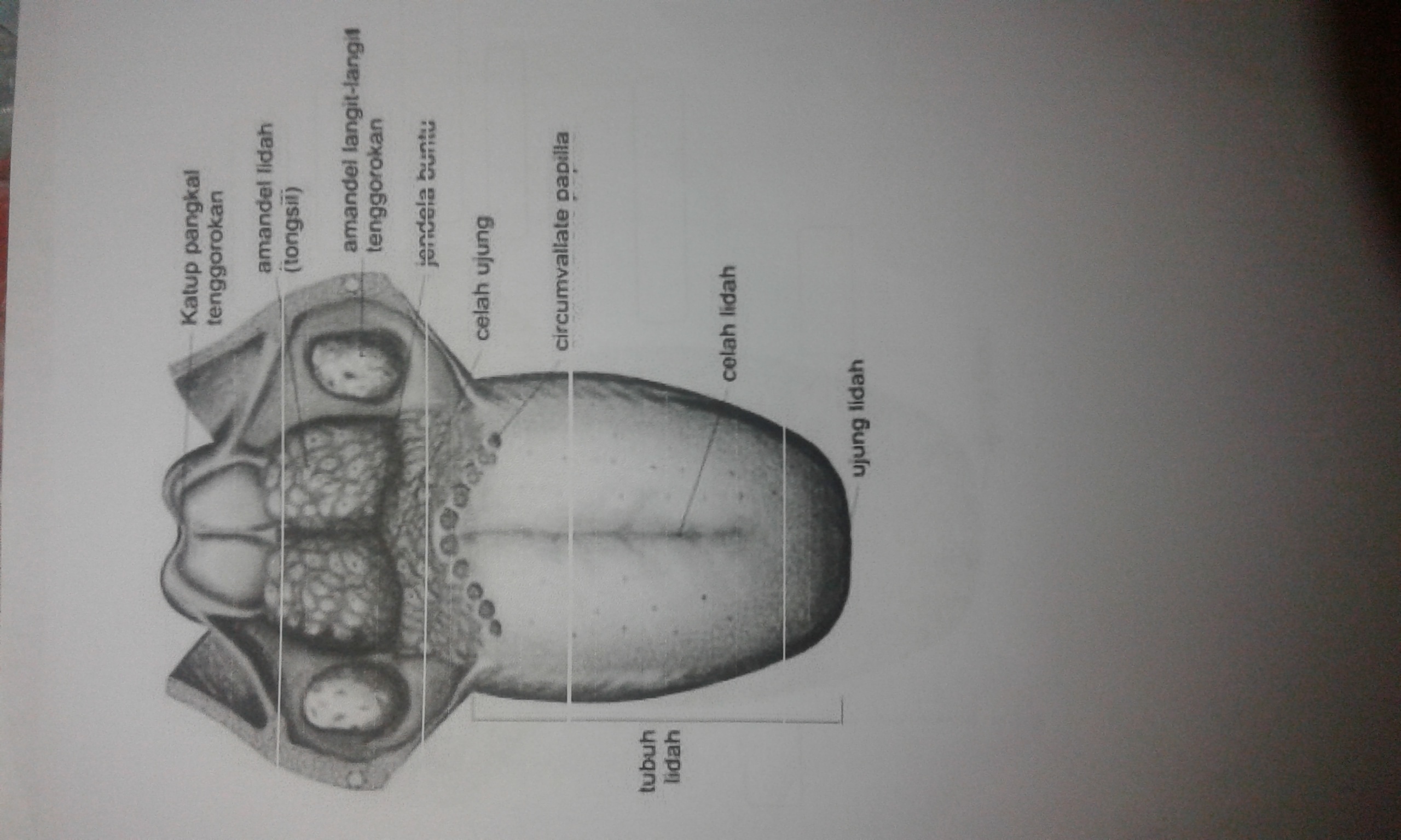 Detail Gambar Bagian Bagian Lidah Nomer 24