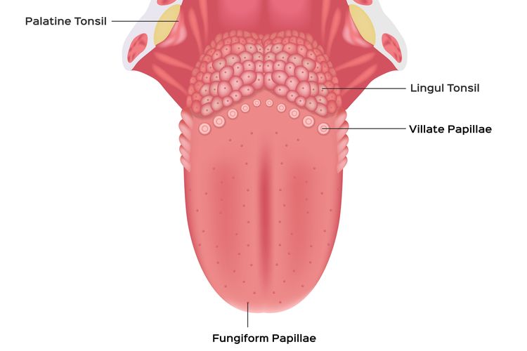 Detail Gambar Bagian Bagian Lidah Nomer 35