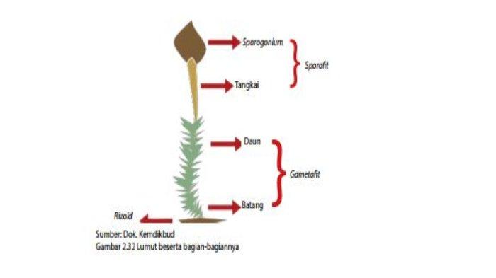 Detail Gambar Bagian Bagian Lumut Nomer 12