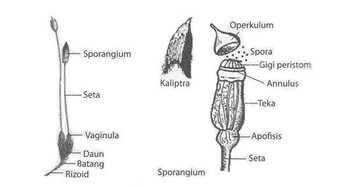 Detail Gambar Bagian Bagian Lumut Nomer 16