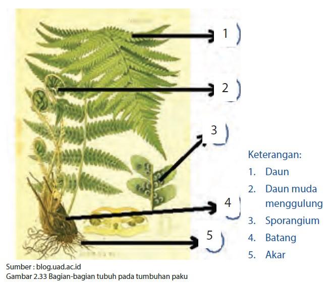 Detail Gambar Bagian Bagian Lumut Nomer 21