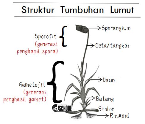 Detail Gambar Bagian Bagian Lumut Daun Nomer 10