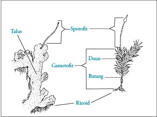 Detail Gambar Bagian Bagian Lumut Daun Nomer 11