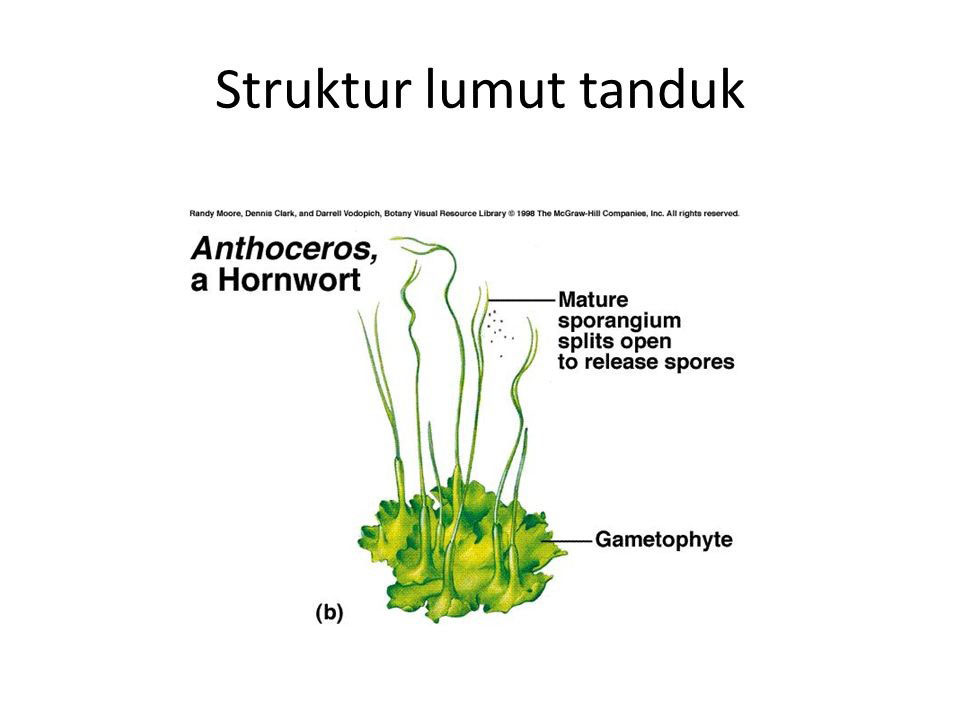 Detail Gambar Bagian Bagian Lumut Daun Nomer 15