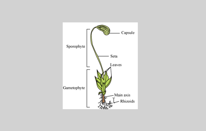 Detail Gambar Bagian Bagian Lumut Daun Nomer 16