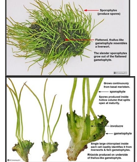 Detail Gambar Bagian Bagian Lumut Daun Nomer 18