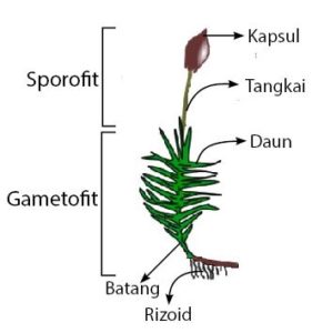 Detail Gambar Bagian Bagian Lumut Daun Nomer 2