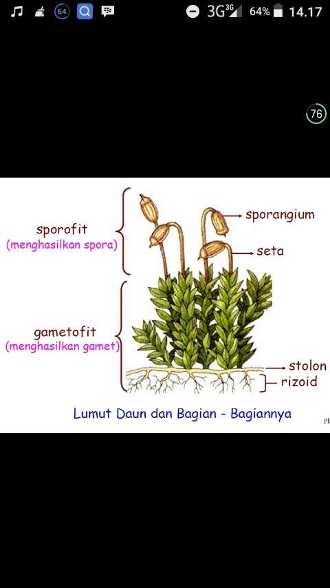 Detail Gambar Bagian Bagian Lumut Daun Nomer 21