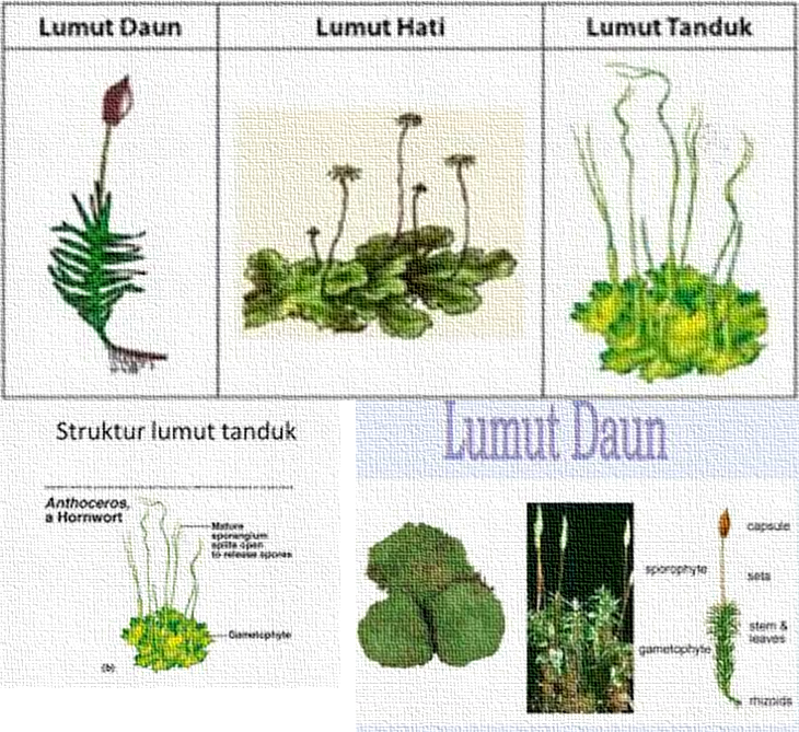 Detail Gambar Bagian Bagian Lumut Daun Nomer 22