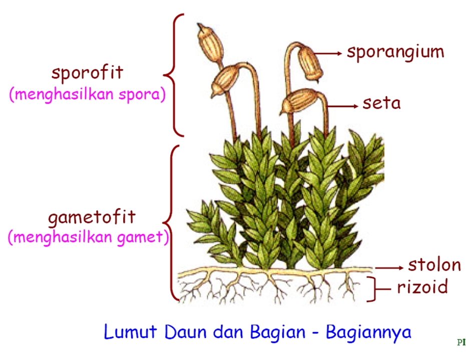 Detail Gambar Bagian Bagian Lumut Daun Nomer 3