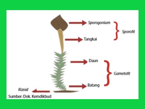 Detail Gambar Bagian Bagian Lumut Daun Nomer 29