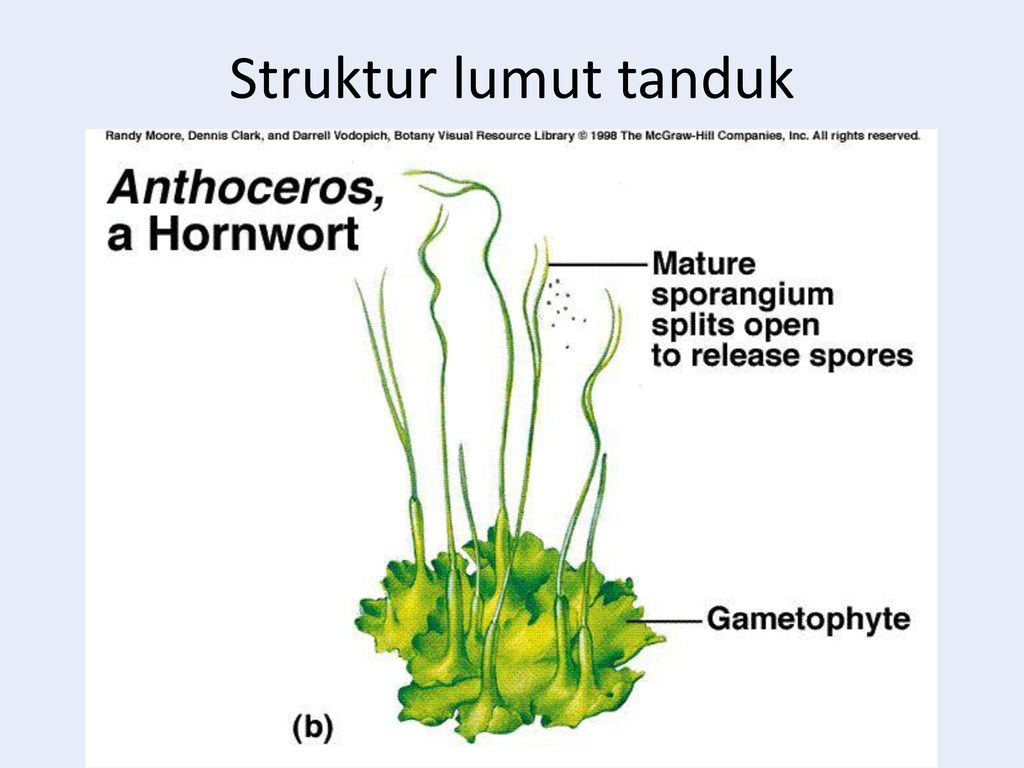 Detail Gambar Bagian Bagian Lumut Daun Nomer 31