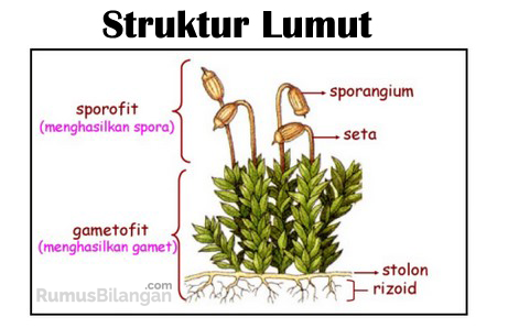 Detail Gambar Bagian Bagian Lumut Daun Nomer 4