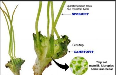 Detail Gambar Bagian Bagian Lumut Daun Nomer 37