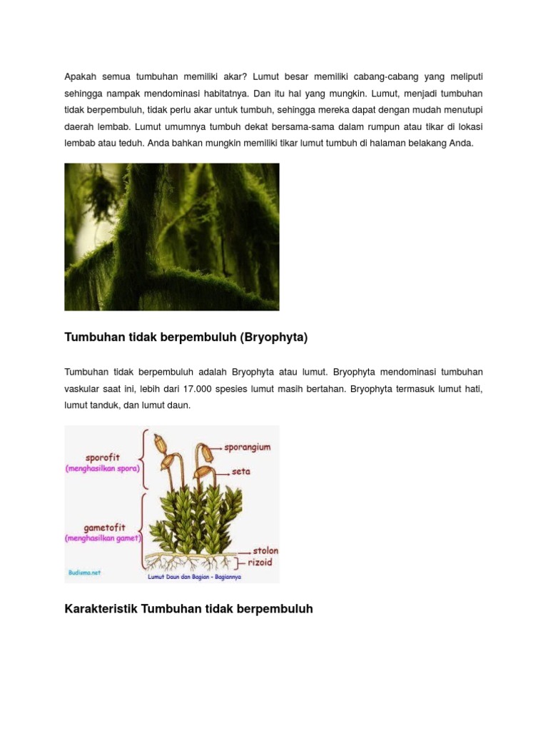 Detail Gambar Bagian Bagian Lumut Daun Nomer 39