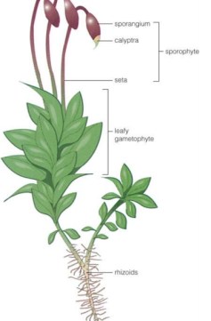 Detail Gambar Bagian Bagian Lumut Daun Nomer 5