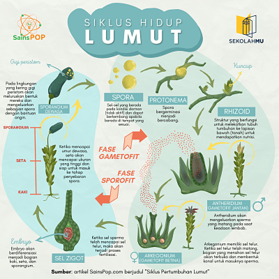 Detail Gambar Bagian Bagian Lumut Daun Nomer 46