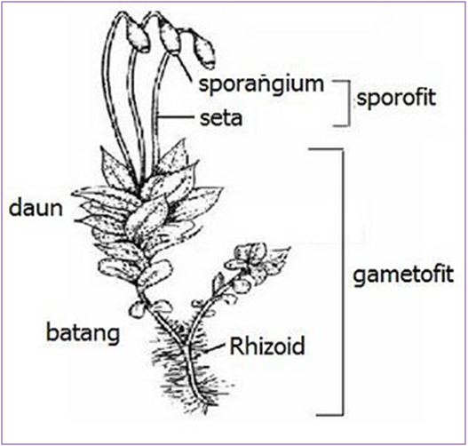 Detail Gambar Bagian Bagian Lumut Daun Nomer 6