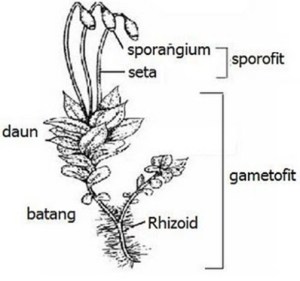 Detail Gambar Bagian Bagian Lumut Daun Nomer 7