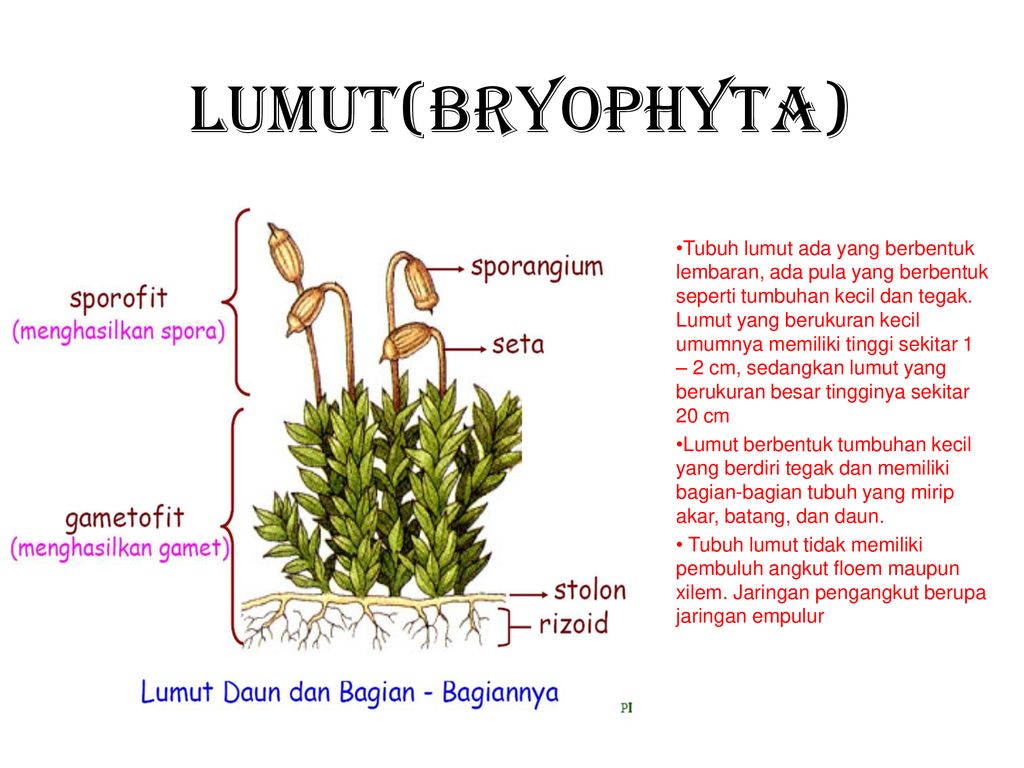 Detail Gambar Bagian Bagian Lumut Daun Nomer 8