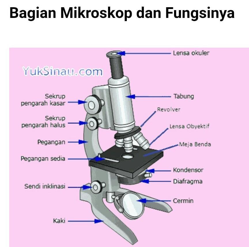 Detail Gambar Bagian Bagian Mikroskop Nomer 35