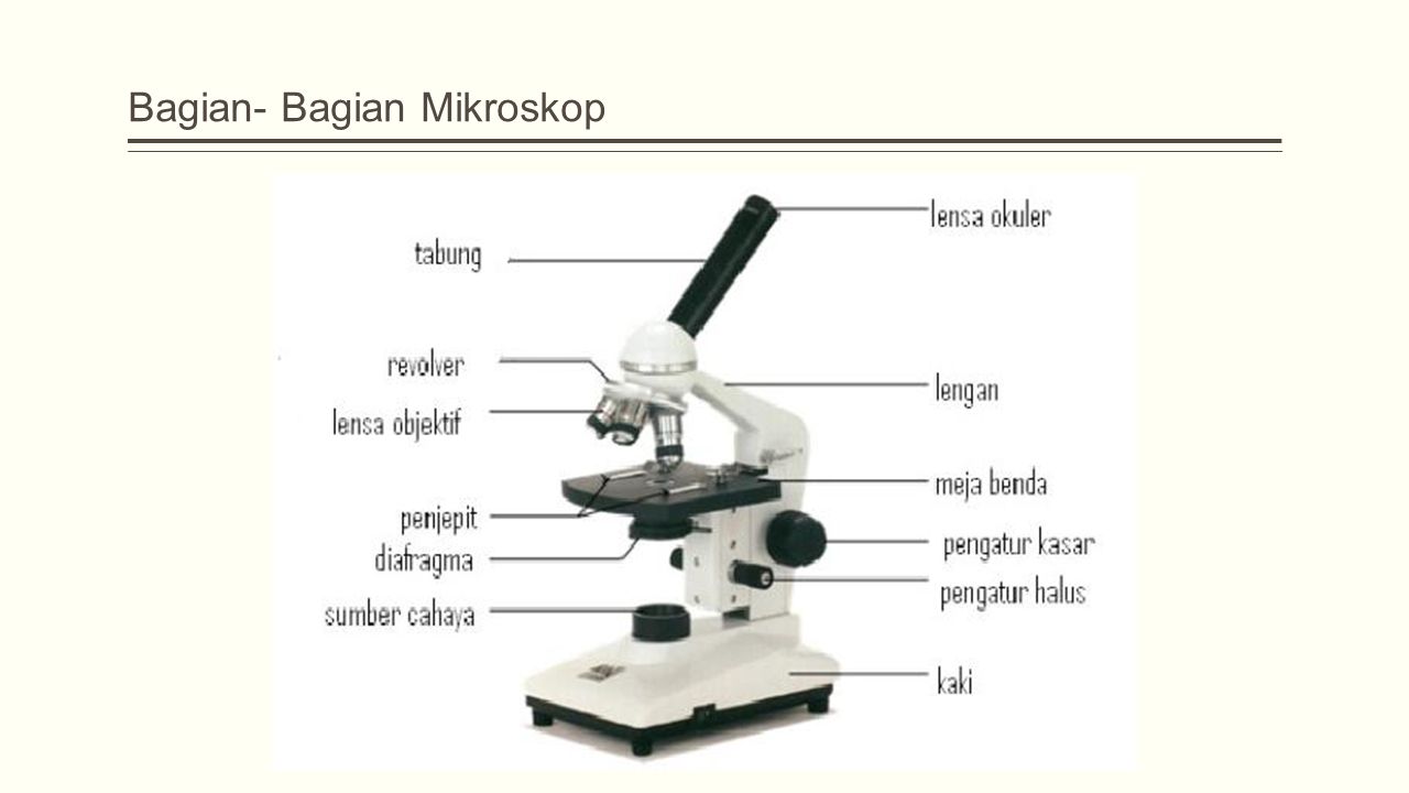 Detail Gambar Bagian Bagian Mikroskop Nomer 48