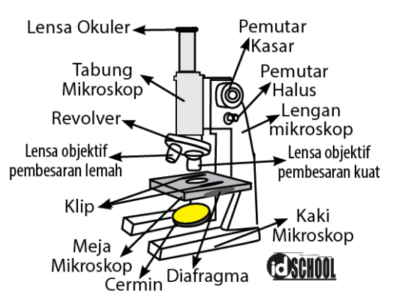 Detail Gambar Bagian Bagian Mikroskop Nomer 51