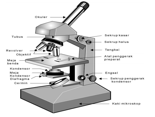 Detail Gambar Bagian Bagian Mikroskop Nomer 8