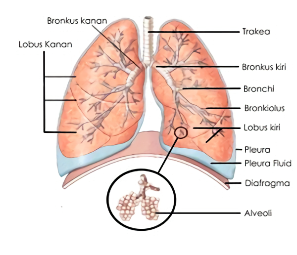 Gambar Bagian Bagian Paru Paru - KibrisPDR