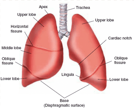 Detail Gambar Bagian Bagian Paru Paru Nomer 11