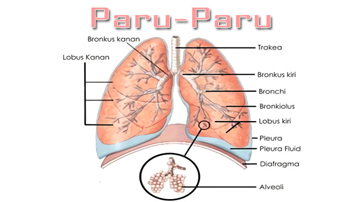 Detail Gambar Bagian Bagian Paru Paru Nomer 13