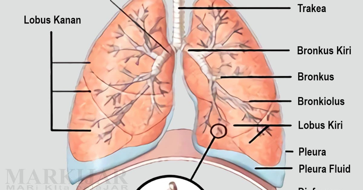 Detail Gambar Bagian Bagian Paru Paru Nomer 18