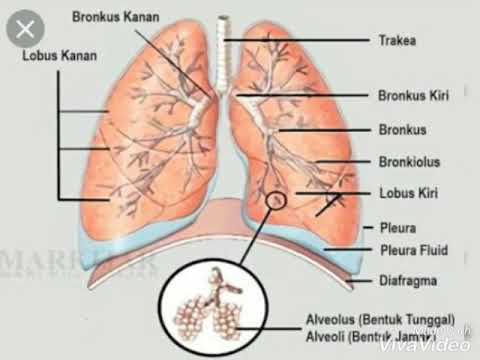 Detail Gambar Bagian Bagian Paru Paru Nomer 19