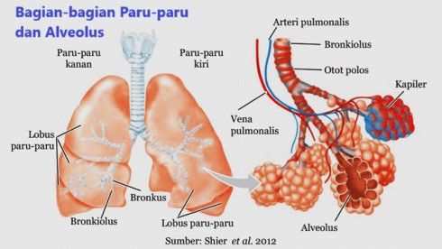 Detail Gambar Bagian Bagian Paru Paru Nomer 20