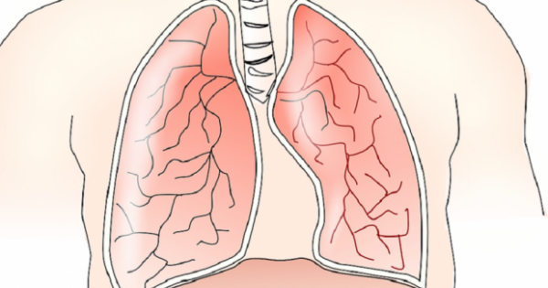 Detail Gambar Bagian Bagian Paru Paru Nomer 21