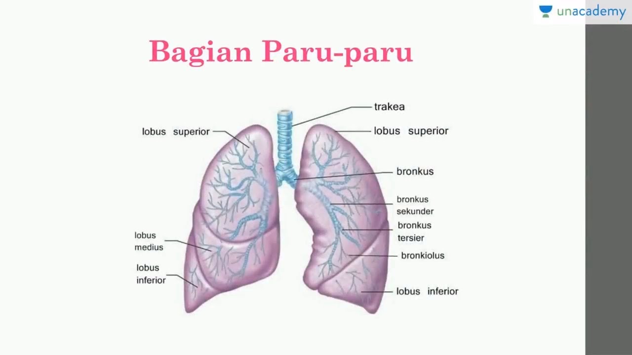 Detail Gambar Bagian Bagian Paru Paru Nomer 22